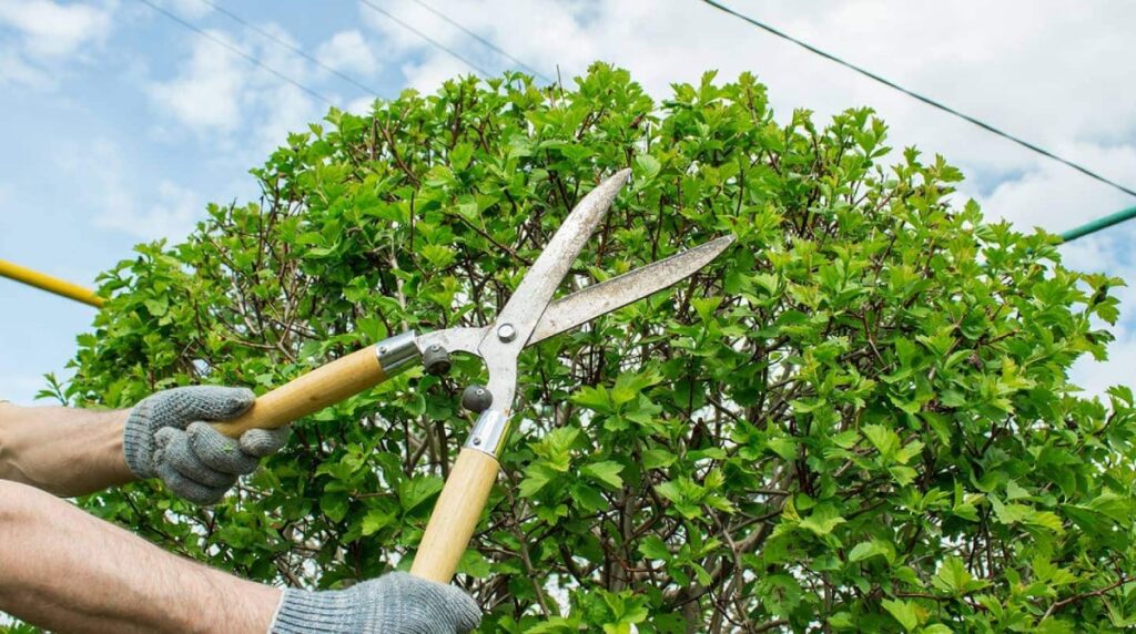 Tree_Pruning_and_Tree_Trimming